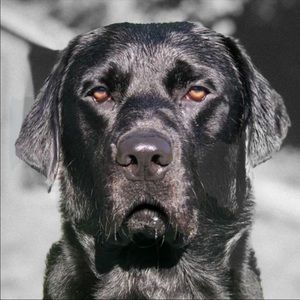 Meet your Posher, Thomas